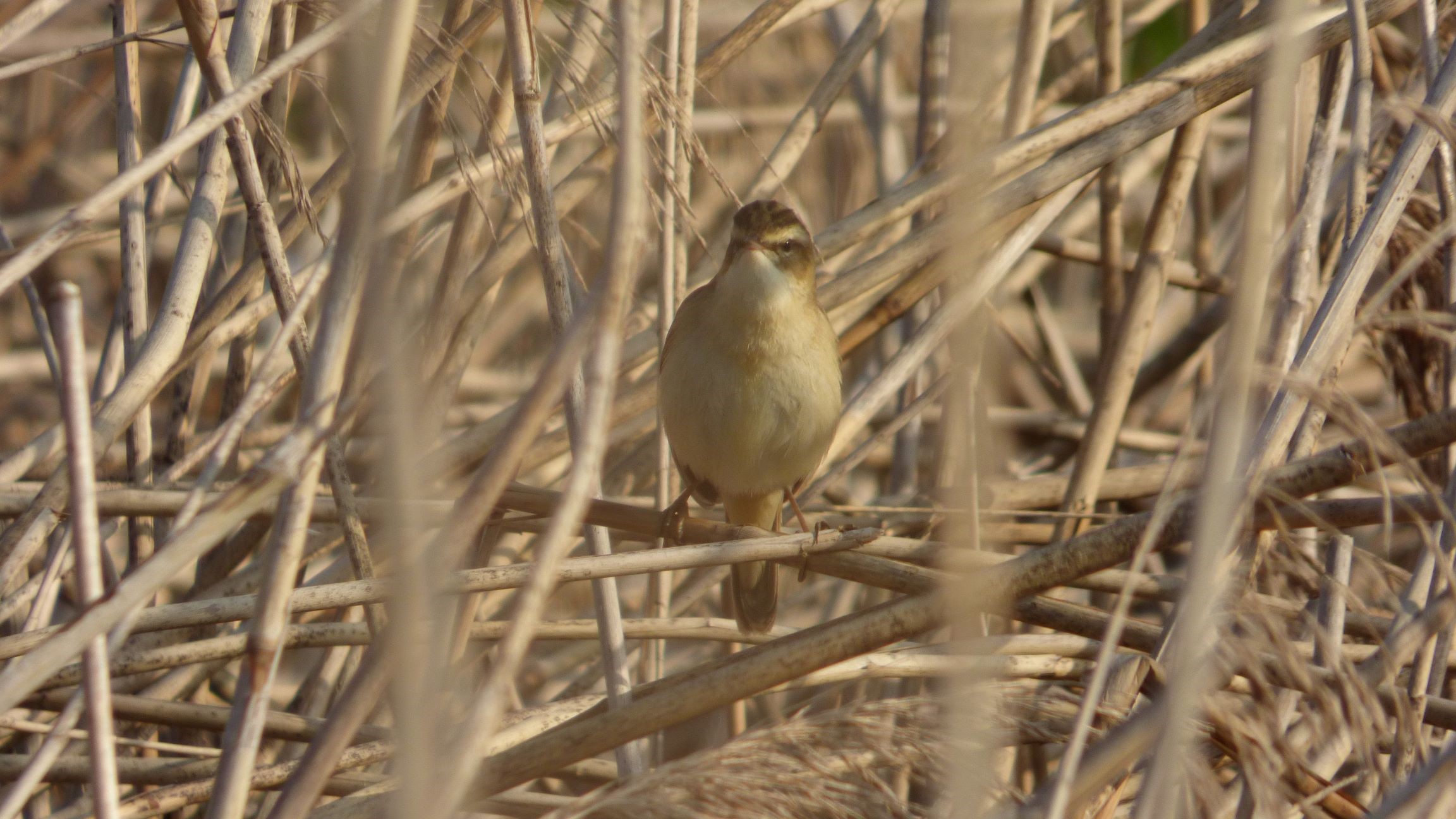 Kleine karekiet (Groene Jonker). Foto van Martijn Budding.